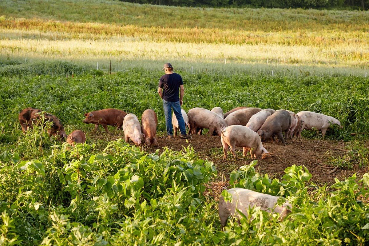 California’s Proposition 12 Explained—And Why We Stand for It True